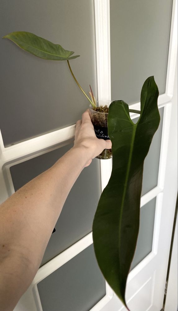 Філодендрон Philidendron Santa Leopoldina