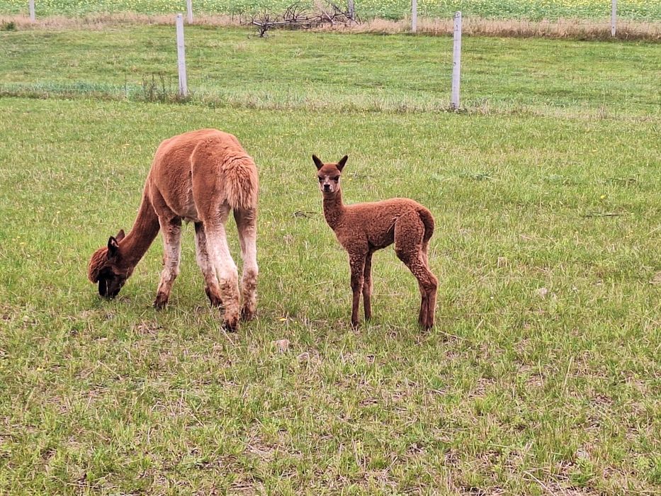 Alpaka  samica z cria