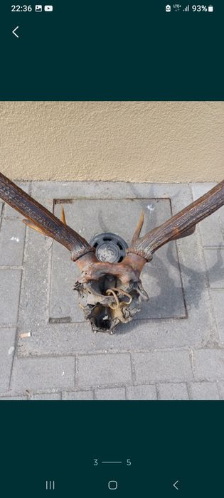 Duże poroże jelenia z czaszką dwunastak