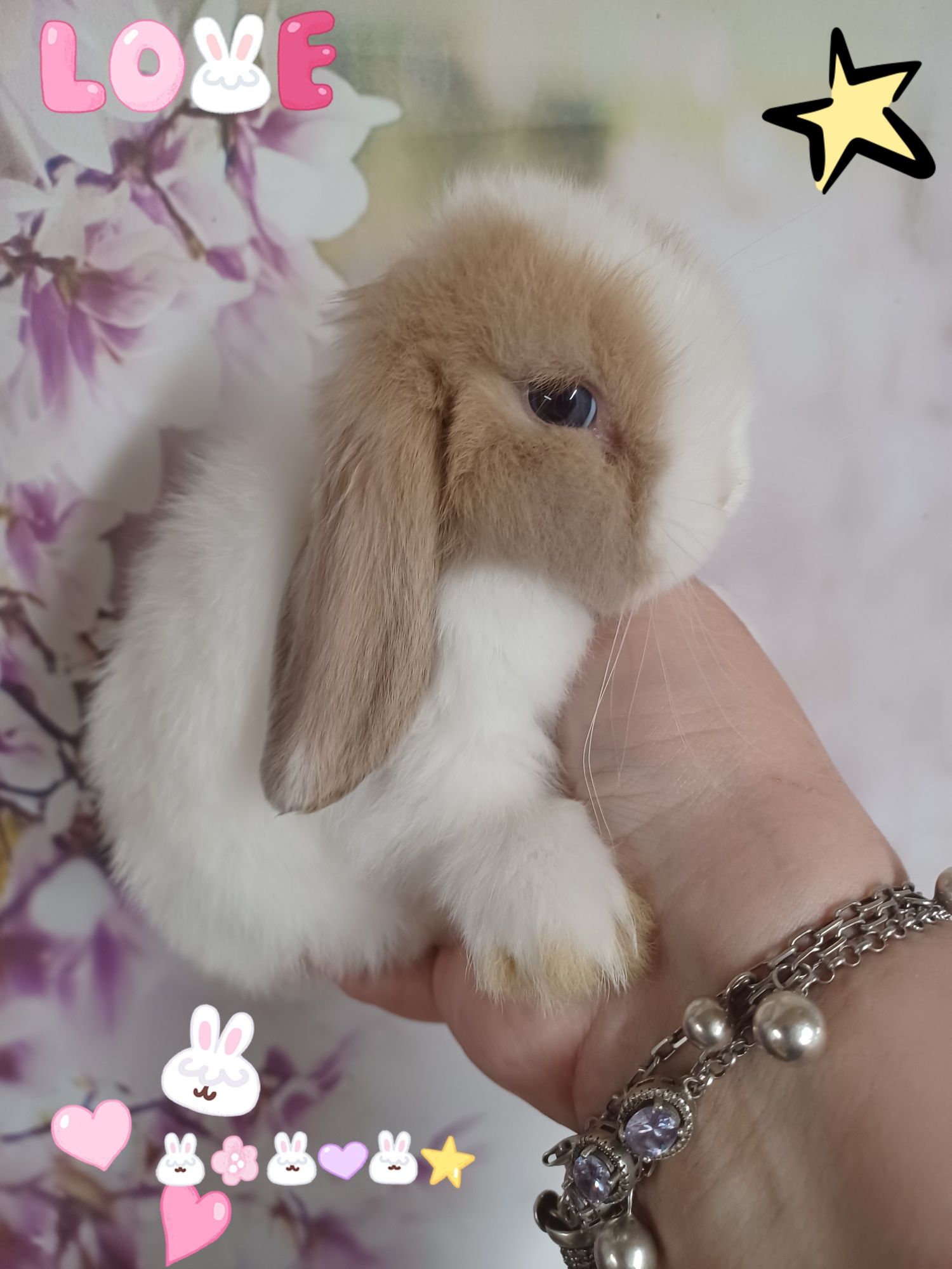 Kroliczki mini lop miniaturka hodowla zarejestrowana