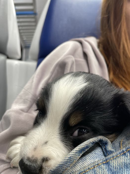 В добрі руки віддам пса