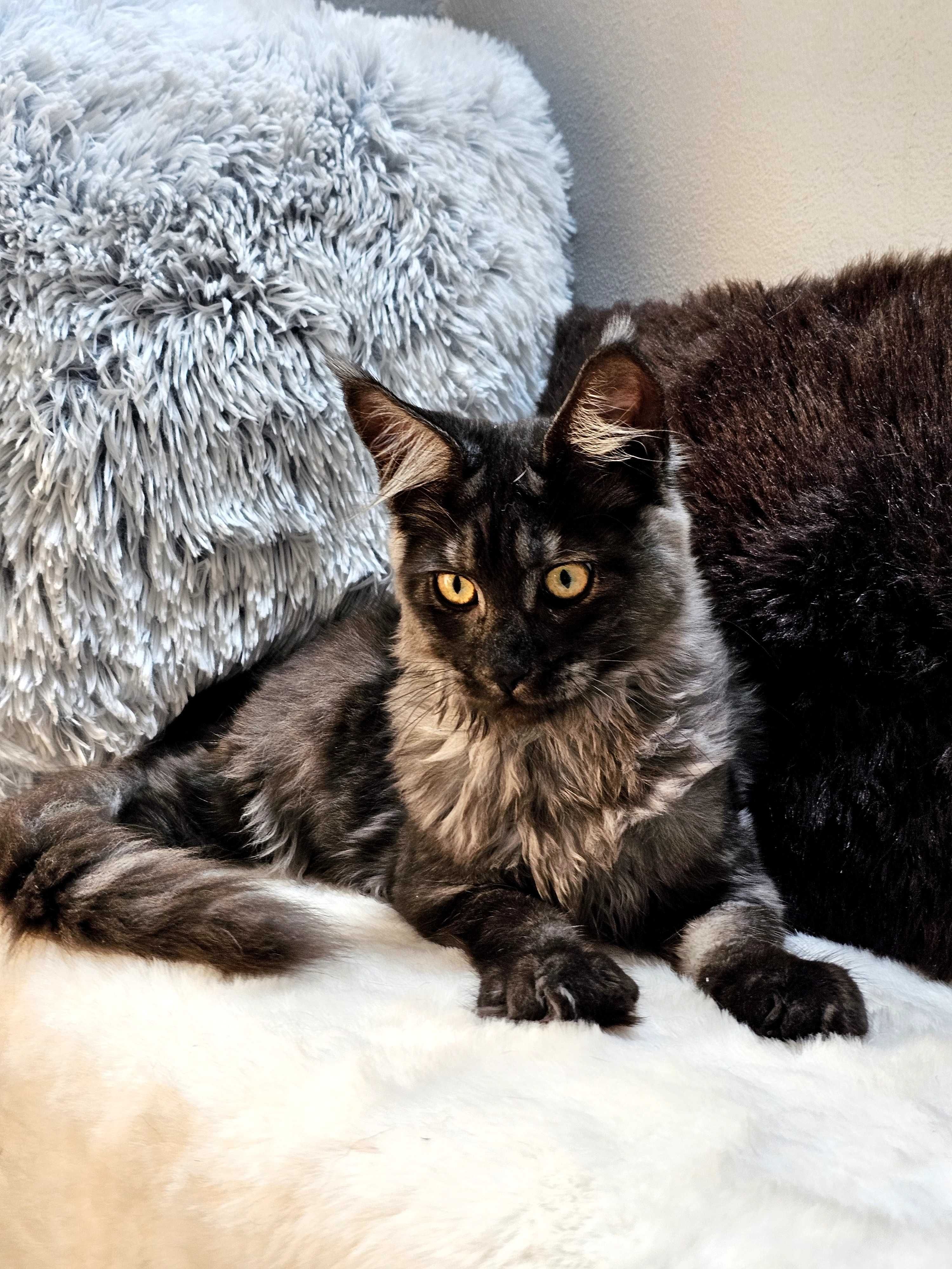 Kotka rasy Maine Coon - rodowód FPL