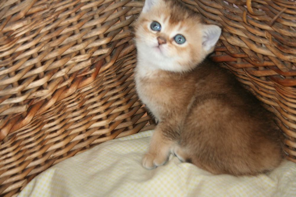 Шиншилятко з розумними очима