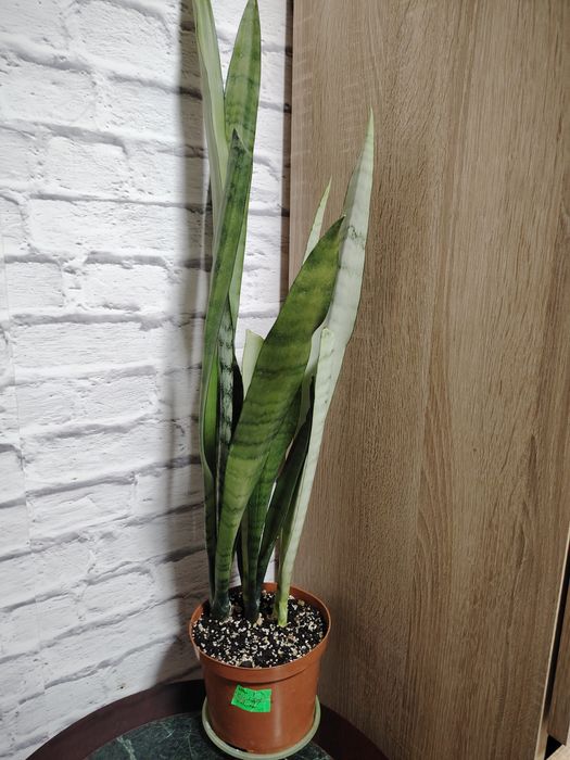 Сансевиерия Сильвер Квин, высокорослая.