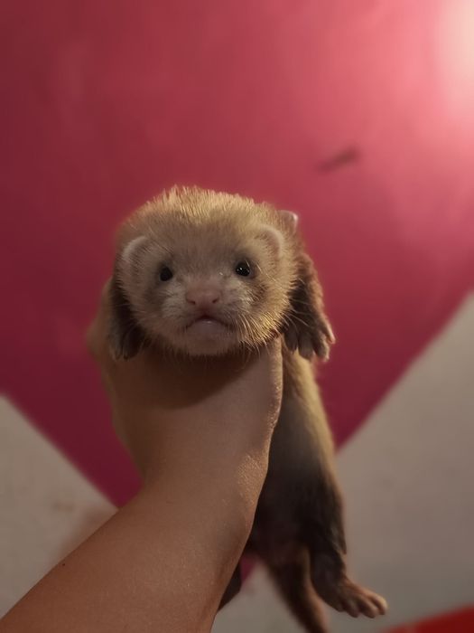 Fretki pół angora  rezerwacje