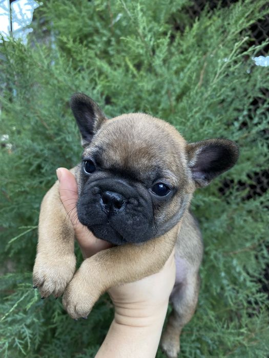 Цуценята французького бульдога