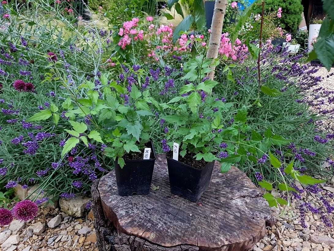 Powojnik bylinowy clematis 2 szt. P9 K10