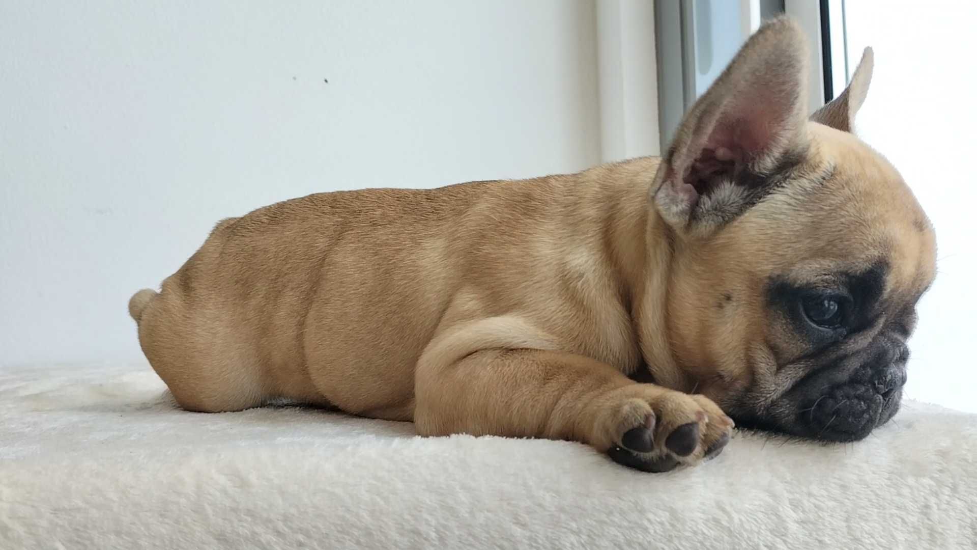 Bulldog Francês com LOP e Afixo