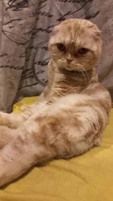 Чудовий котик шукае дівчинку   на в'язку