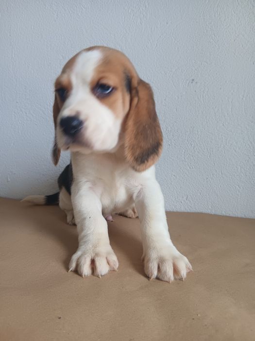 Beagle tricolor  macho