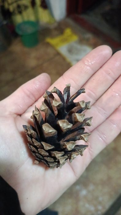 Шишки сосни, цьогорічні