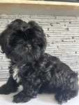 Szczeniak Shihtzu