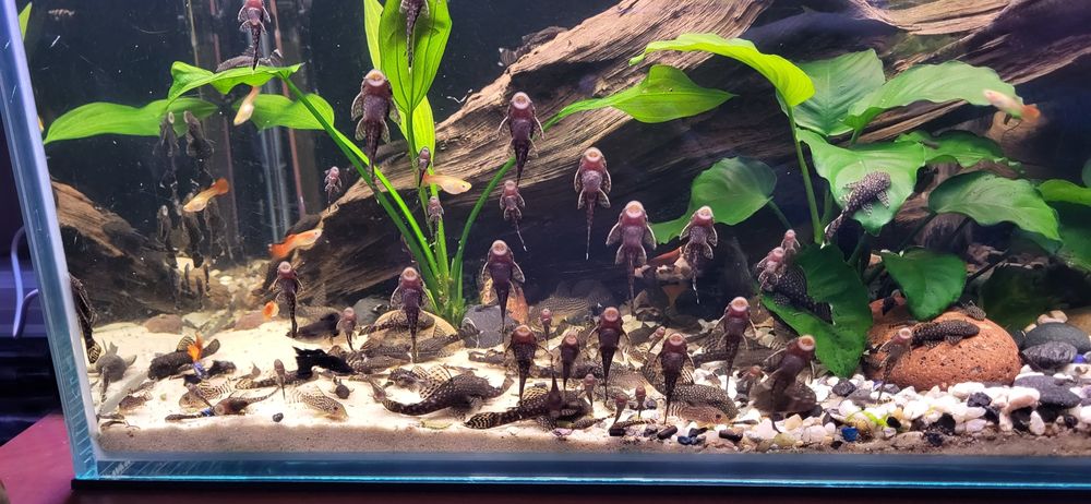 Zbrojniki glonojady Kielce