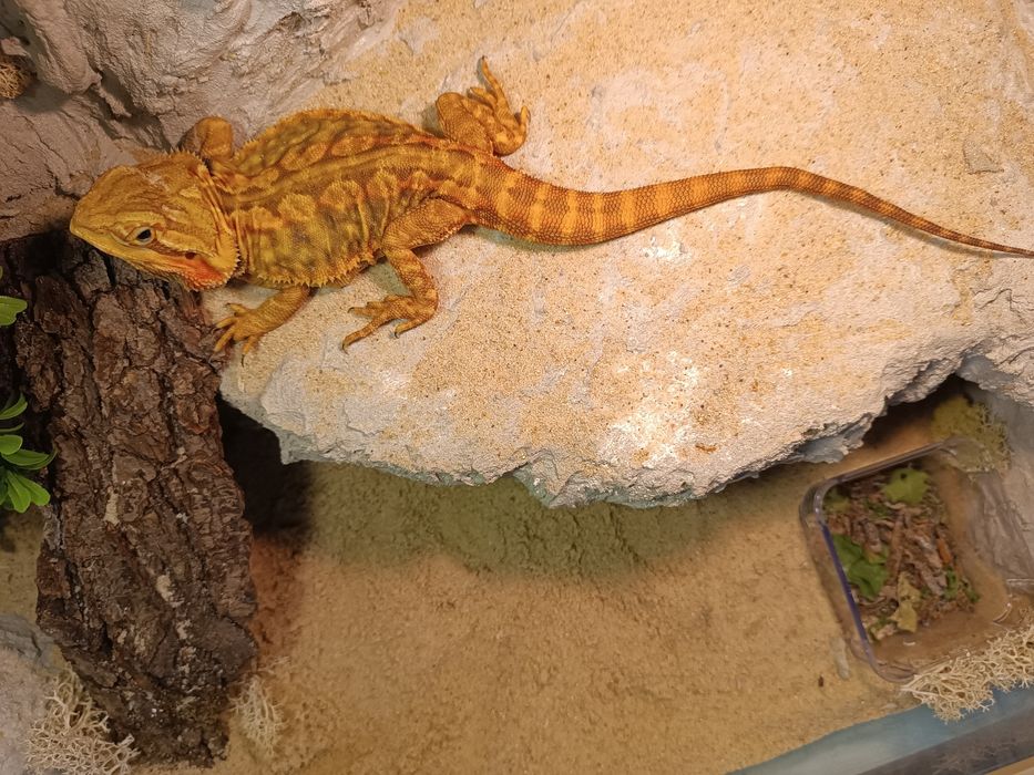 Agama brodata + terrarium + GRATISY