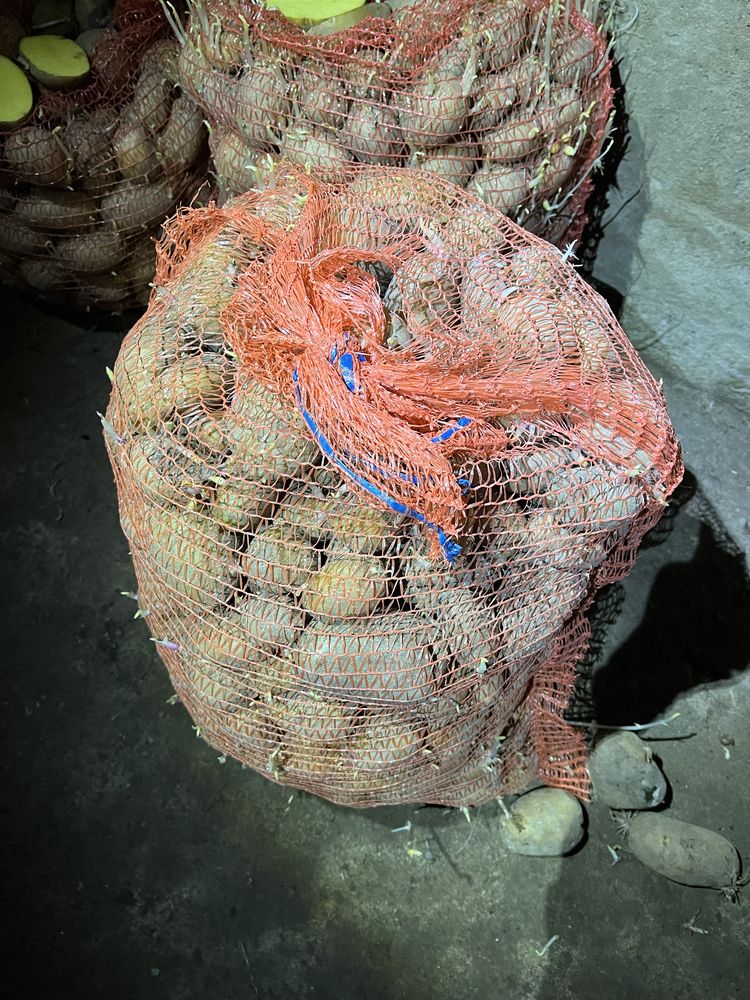 Sadzeniaki ziemniaka Gala
