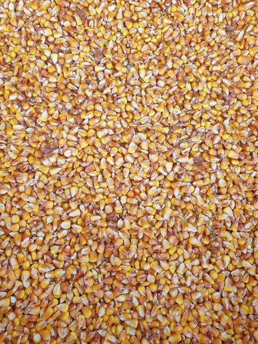 Продам кукурудзу 24 року