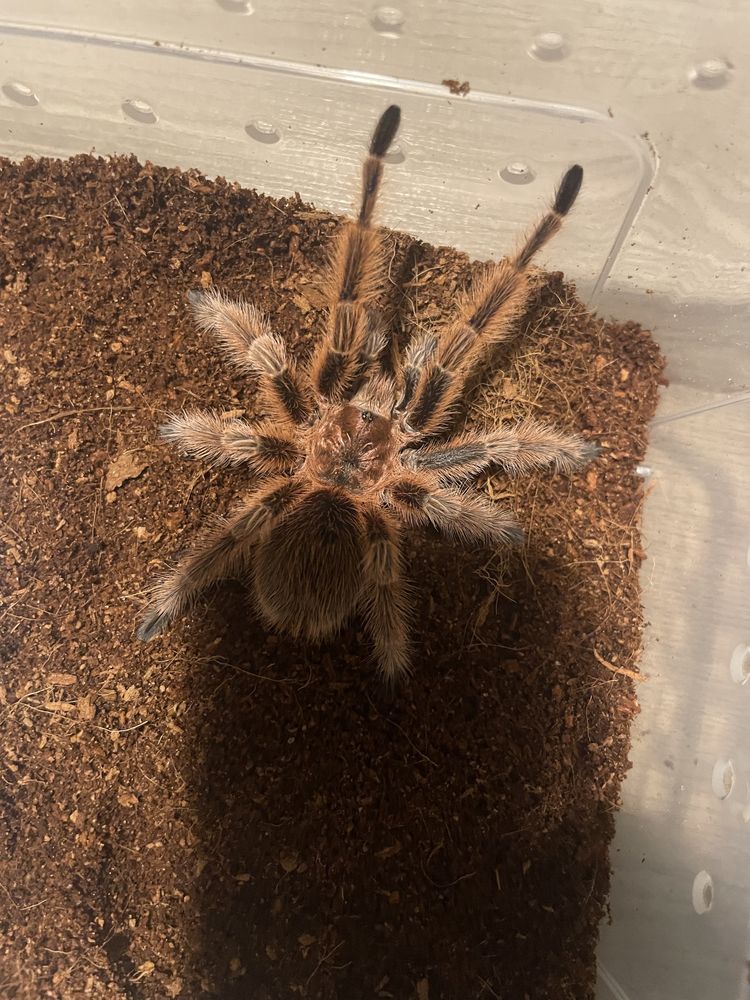 Grammostola rosea red L4