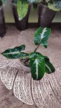 Syngonium Wendlandii