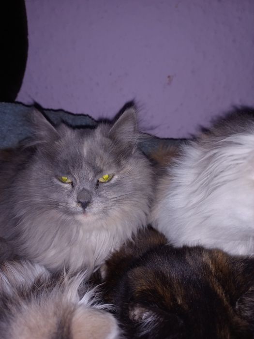 3 дівчинки стерилізовані, відаєм у добрі руки