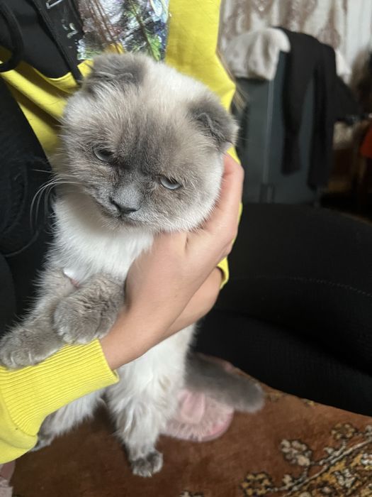 Продаю кицьочку, дуже ручна та ніжна