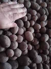 Ziemniaki lili, drobne, kaliber 30-55 mm