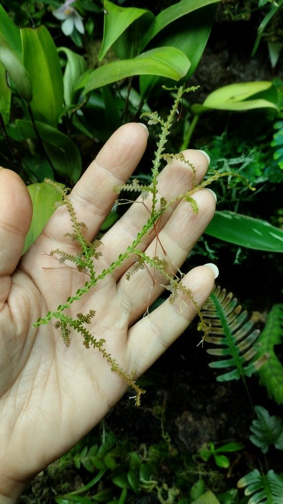 Селагінелла Selaginella sp loc.Krabi