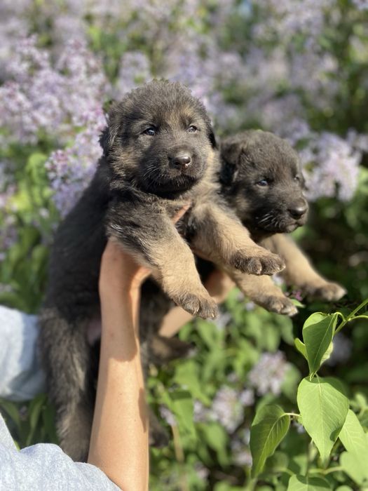 Щенки немецкой овчарки