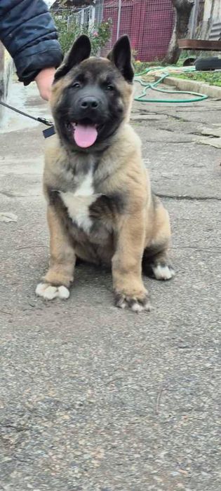 Идеальный щенок американской акиты