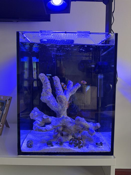 Aquario Marinho 60 litros sem iluminação