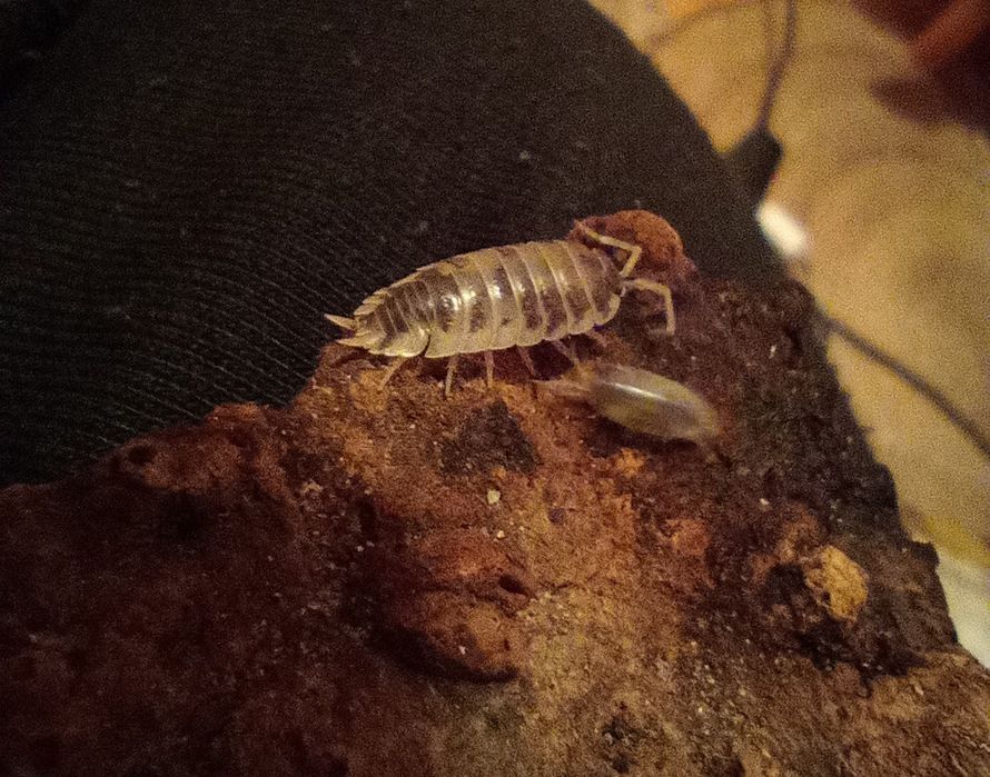 Izopody prosionki Dairy cow Porcellio laevis