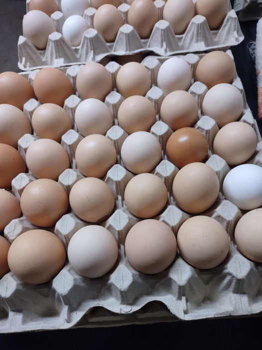 Jaja Jajka wiejskiej  .