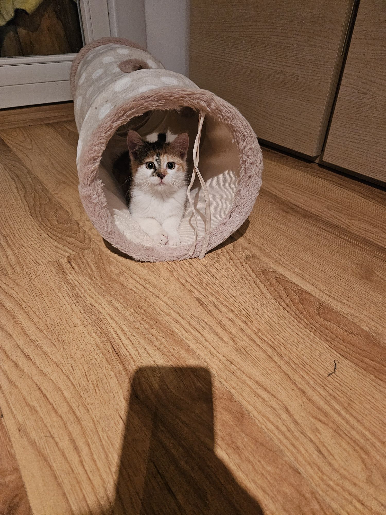 Kotek kotka kot malutka