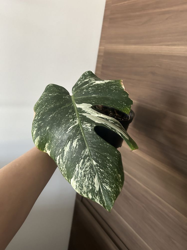 Kolekcjonerska Monstera Albo Variegata ukorzeniona sadzonka