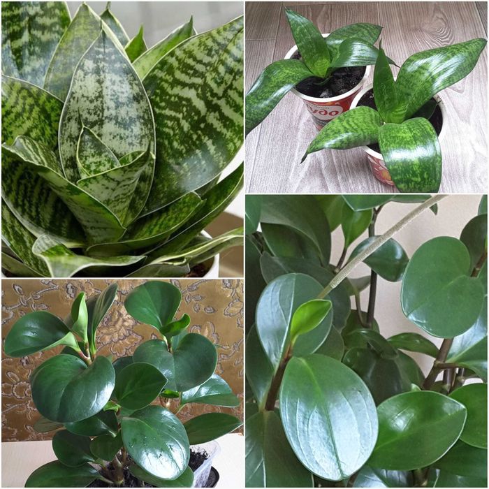 Суккуленты - ХАВОРТИЯ, ТОЛСТЯНКА (Денежное дерево) и др.