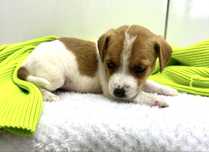 Suczka Jack Russell Terrier z Rodowodem Rodzice FCI