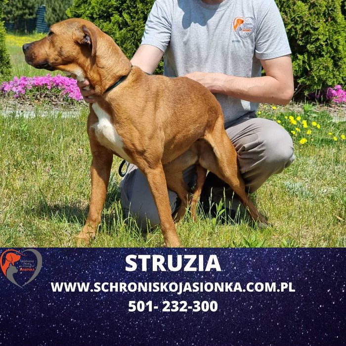 Struzia szuka domu-schronisko Jasionka -aktualne