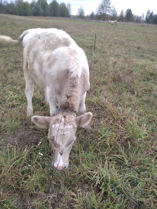 Теличка сиво-ряба на тримання