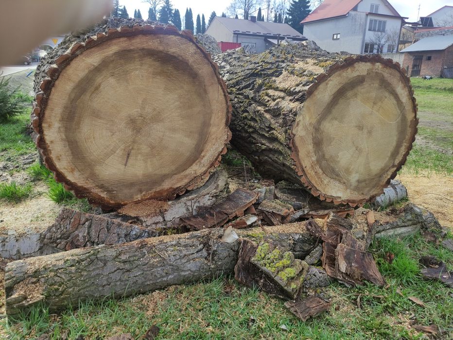 Stolik pień z topoli średnica okolo 100 cm na stoły pień stół ogordowy