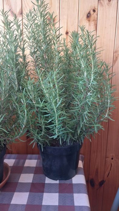 Розмарин в горщиках