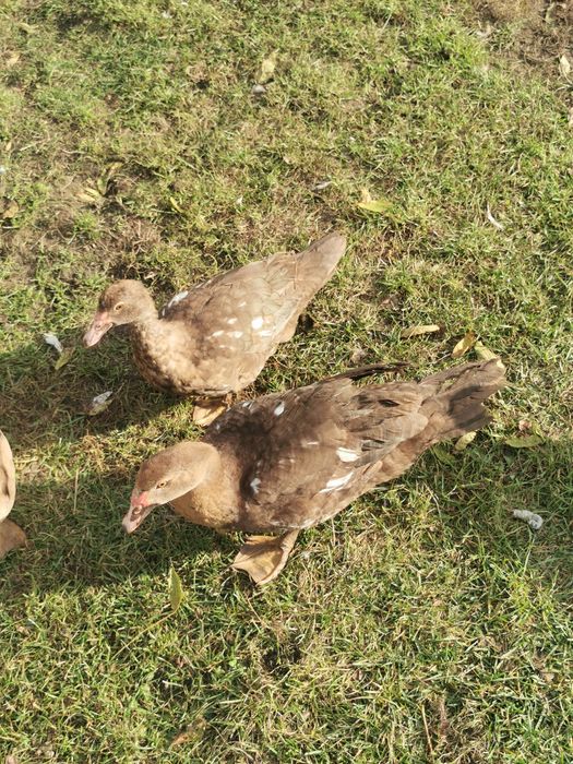 Sprzedam kaczki pizmowe