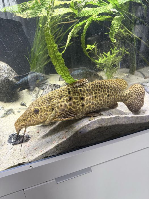 Sum żyrafi auchenoglanis occidentalis