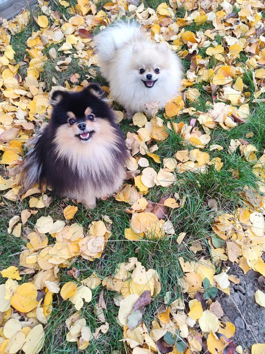 Shpitz Pomeranian and mini