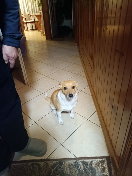 Oddam za darmo małe pieski