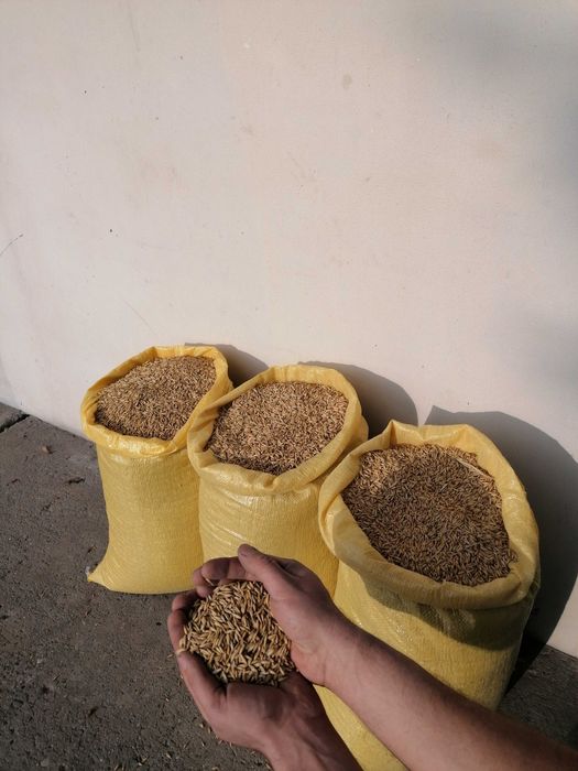 Owies,  dla koni owiec królików