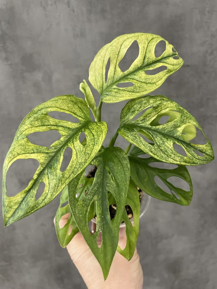 Monstera Adansonii Archipelago Variegated