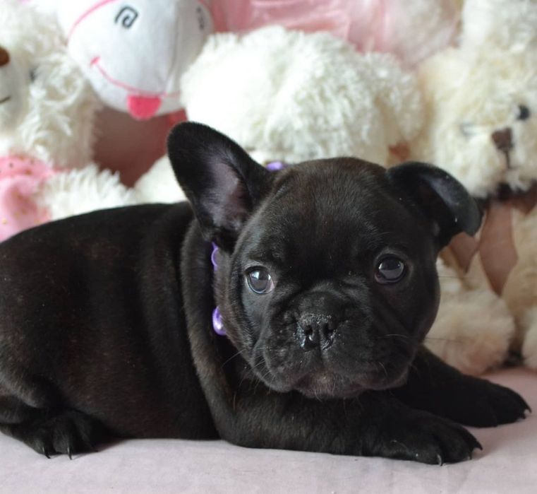 Дівчинка красуня !