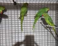 Ring neck verdes 2024