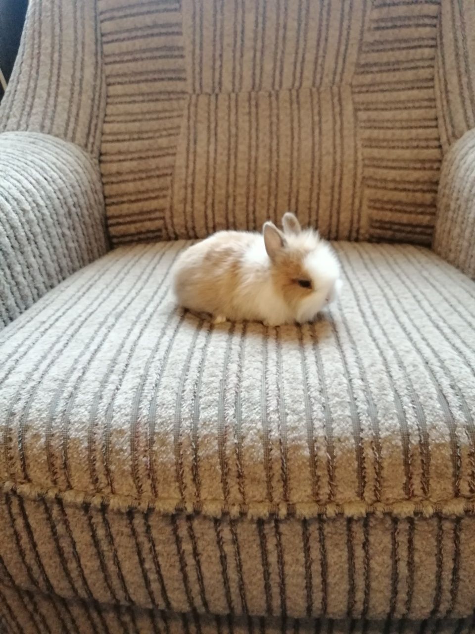 Królik miniaturka królik karzełek