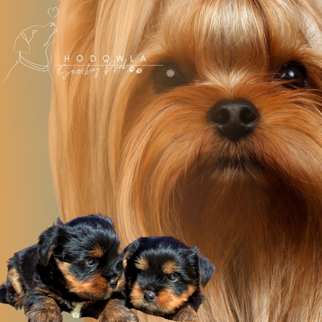 Piesek York terrier piesek