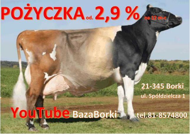 Jałówki i krowy kraj i import. Dostawy 18.05-pierwiastki DK